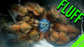 10 FLUFFY Tarantulas YOU HAVE To See To BELIEVE [upl. by Lowndes]