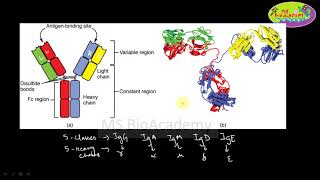 ISOTYPE IDIOTYPE AND ALLOTYPE Antibodies Immunology Meaning and Understanding [upl. by Verner]