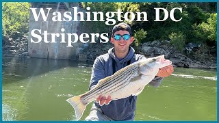 Washington DC Striped Bass Rockfish Fishing on Artificials [upl. by Coonan562]