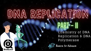 Primer Template Junction DNA Polymerase Structure amp Its Domains  DNA Replication  Part II [upl. by Ahon]