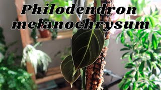 All About My Philodendron melanochrysum  How I Care For It [upl. by Reggy]