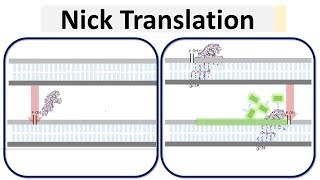 Nick translation Molbio in 3 minutes [upl. by Naux]