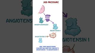 Reninangiotensinaldosterone system [upl. by Maureen981]