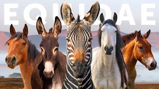 All 9 Equid Species amp 9 Beautiful quotWildquot Horses [upl. by Joete]