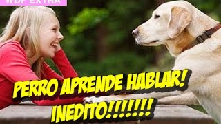 Perro Aprende a Hablar whatdafaqshow [upl. by Darcy]