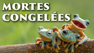 Les DÉRIVES de la PHOTO ANIMALIÈRE [upl. by Cathee]