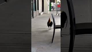 proud rooster strutting across town [upl. by Sheply]