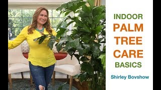 🌿 INDOOR PALM TREE CARE Areca Palm Majesty Palm and more Step by Step 😀 Shirley Bovshow [upl. by Eigroeg]