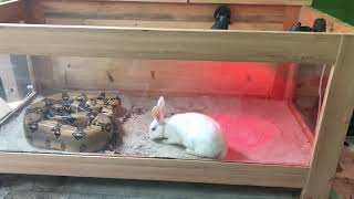 Boa Constrictor attack rabbit feeding live feeding [upl. by Kalk938]