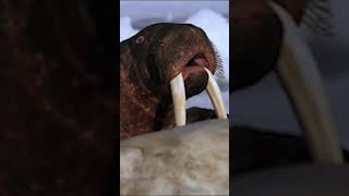 The Walrus are having a tusktastic time in the arctic 🦭 AmazingAnimals NatGeoKids [upl. by Pratt]