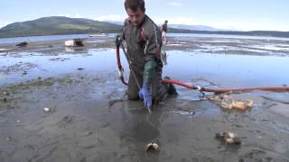 Farm raised Geoduck clams beach harvesting during low tide from Discovery Bay Washington [upl. by Rehtaef]