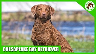 Learn Interesting Facts About The Chesapeake Bay Retriever [upl. by Keheley]