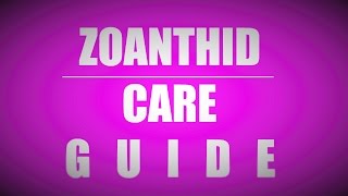 Zoanthid care guide beginners [upl. by Eupheemia]