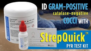 How to identify Gram Positive cocci bacteria with StrepQuick™ PYR Test Kit [upl. by Ayat]