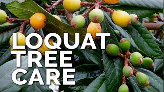 How to Grow Loquat Trees and Get a TON of Fruit [upl. by Enawd]