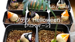 ソテツ Halloween  【まあるい小さなオバケたち】 [upl. by Ashlin371]