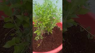 மாடியில் ஒரு அதிசயம்  madi Thottam Update  Terrace garden update cookwithpadma shorts [upl. by Horowitz]