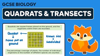 Sampling Quadrats amp Transects [upl. by Anawd836]