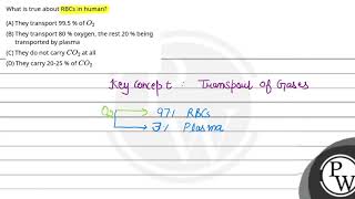 What is true about RBCs in human [upl. by Nyleve]