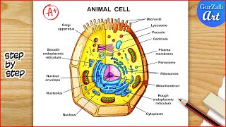 Animal Cell Diagram Drawing  Animal cell structure Labelled  Step by step [upl. by Kailey36]