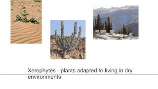 leaves and xerophytes [upl. by Ymer]