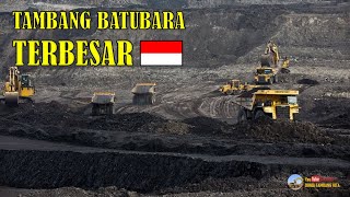 Tambang BATUBARA TERBESAR di INDONESIA [upl. by Outlaw]