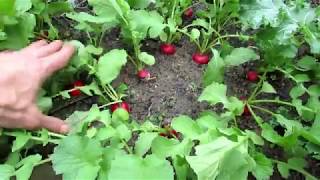 How to Grow Full Size Radishes and Not Just Leaves 4 Tips Planting Harvest amp Proof [upl. by Kostival]