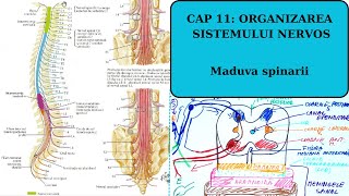 ADMITERE MEDICINA BARRONS SISTEMUL NERVOS 13 Maduva spinarii [upl. by Nywra211]