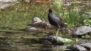 GALLARETA COMÚN acicalándose Common Gallinule Gallinula galeata [upl. by Felicity834]