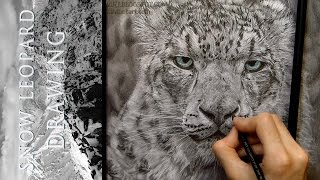 Snow Leopard Drawing Realistic Ambrojordiart [upl. by Aztiram]