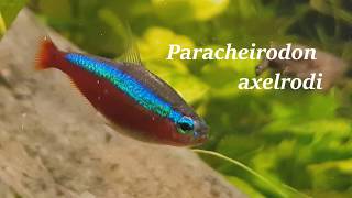 Cardinal Tetra Care Guide  Keeping and Breeding  Paracheirodon axelrodi  All you need to know [upl. by Tupler407]