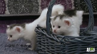 A Basket Full of Kittens  Too Cute [upl. by Nylasor]