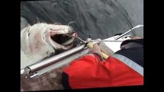 Torsvag Havfiske 2011 Gigant Halibut 1485 kg [upl. by Socha]