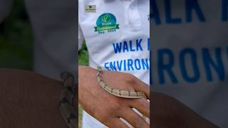 Release forests common kukri Snake snakevideo viralshort viralshort viralvideo youtubeshorts [upl. by Gnas120]