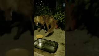 Red Fox Visitors To Our Porch 🦊 [upl. by Chesnut22]