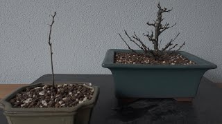 repot Chaenomeles speciosa The Bonsai Area [upl. by Moor995]