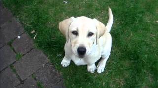 14 week old Labrador puppy training [upl. by Lambart503]