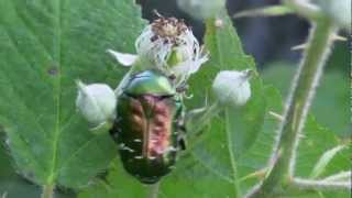 CETOINE Dorée  Cetonia aurata  BRUITX [upl. by Pegasus]