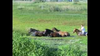 El rancho de Orlando [upl. by Vijar381]