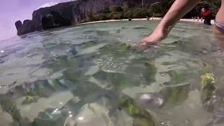 Thailand Phuket Fish in the Sea Andaman Sea Video [upl. by Birchard551]