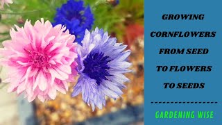 Growing Cornflowers from seeds to beautiful flowers and to harvesting seeds  Cornflowers in a pot [upl. by Cilo]