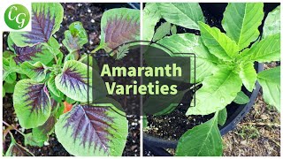 Unlock the Power of Amaranth Greens Complete Growing Guide  Explore Amaranthus Varieties [upl. by Steinberg]