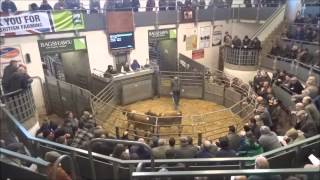 Bakewell Market Store Cattle Section  Monday 24th February 2014 [upl. by Derte]