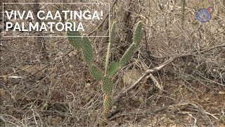 Viva Caatinga Palmatória [upl. by Mill]