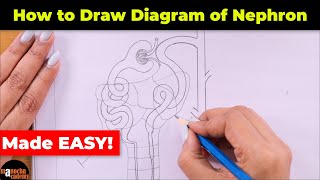 How to Draw Nephron Diagram Easily [upl. by Now]