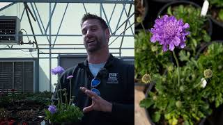 Scabiosa Flutter Deep Blue Pincushion Flower [upl. by Nadnerb]