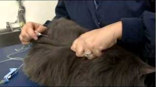 Feline Kidney DiseaseCh5SubQ Fluids [upl. by Kelsey]