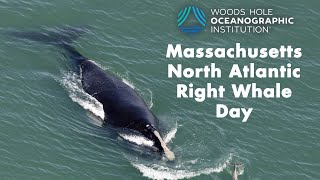 Whales Back in Cape Cod Bay as State Honors quotRight Whale Dayquot [upl. by Lorre]