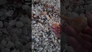 Sanibel Island  Virtual Shelling Finding A Welk Shell [upl. by Ikcim]