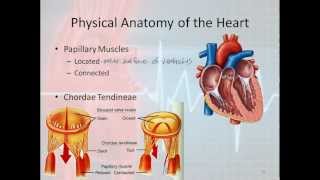 Basic Electrophysiology part 1  Mechanical Anatomy of the Heart part 1 [upl. by Egas]